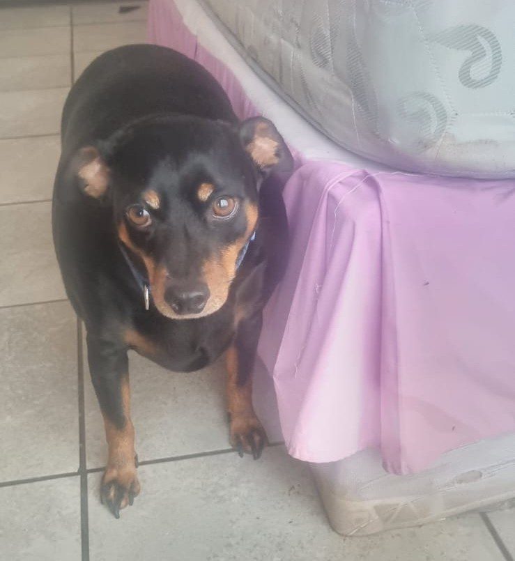 #152 ALREADY ADOPTED - Gauteng, Boksburg - Adopt 4 Miniature Pinschers 2 4 year old male Min Pin