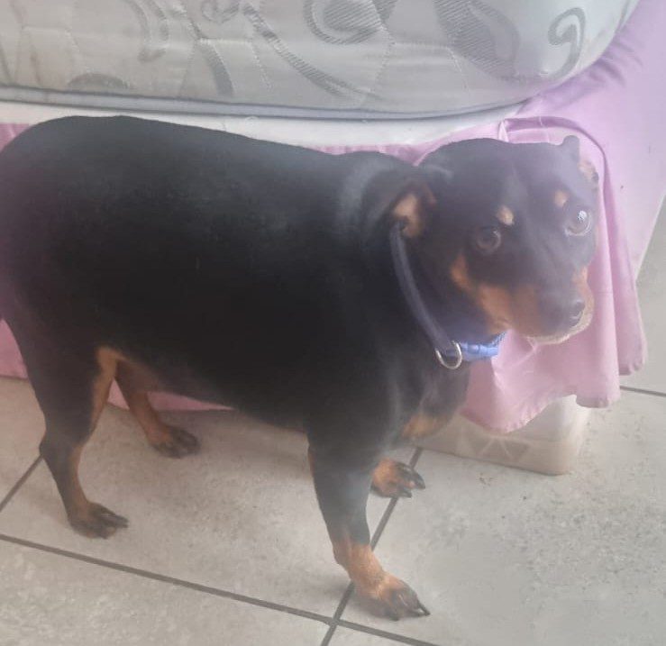 #152 ALREADY ADOPTED - Gauteng, Boksburg - Adopt 4 Miniature Pinschers 3 4 year old male Min Pin