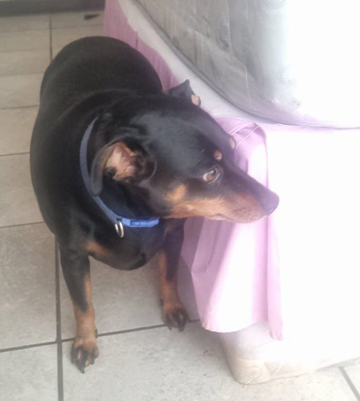 #152 ALREADY ADOPTED - Gauteng, Boksburg - Adopt 4 Miniature Pinschers 4 4 year old male Min Pin