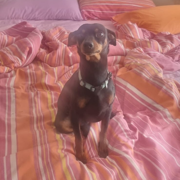 #152 ALREADY ADOPTED - Gauteng, Boksburg - Adopt 4 Miniature Pinschers 8 1 year old male Min Pin