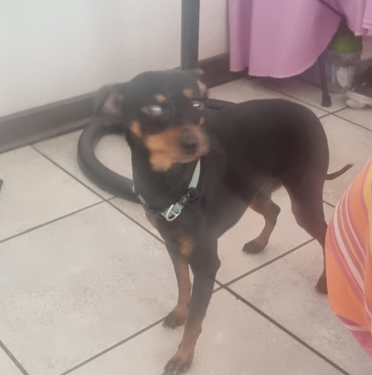 #152 ALREADY ADOPTED - Gauteng, Boksburg - Adopt 4 Miniature Pinschers 9 Benji male Miniature Pinscher