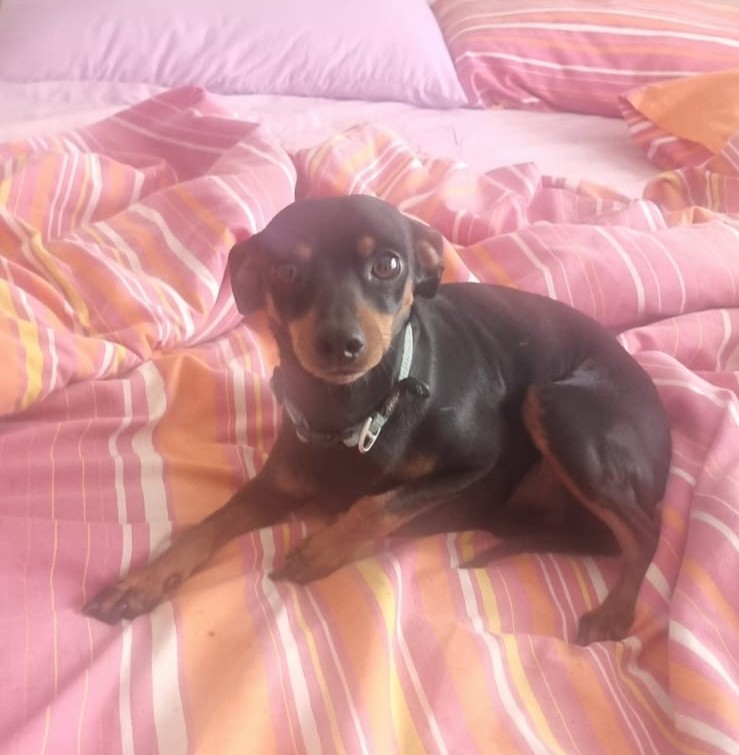 #152 ALREADY ADOPTED - Gauteng, Boksburg - Adopt 4 Miniature Pinschers 10 one year old male Miniature Pinscher