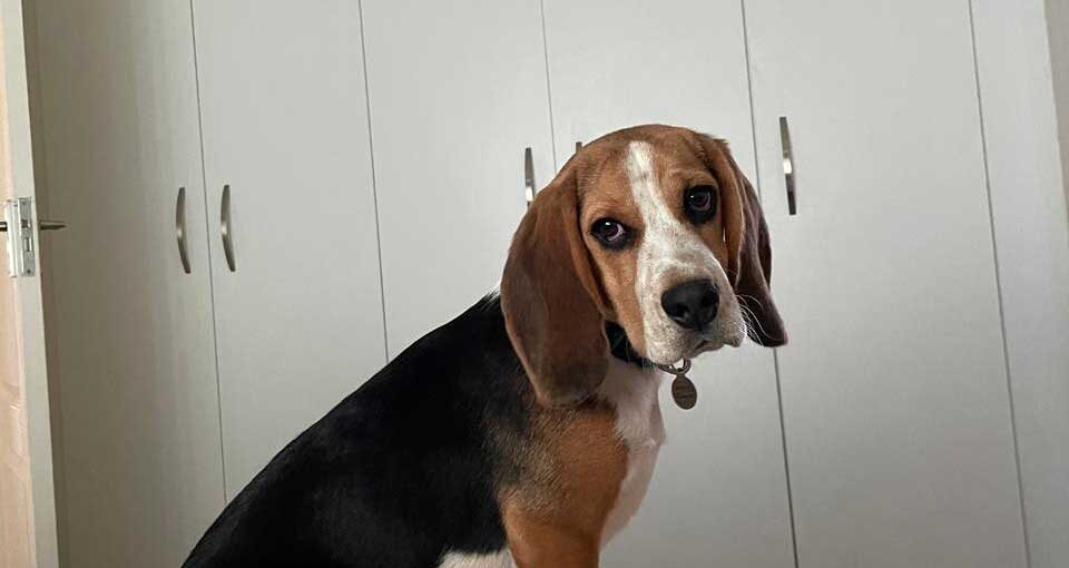 #151 ALREADY ADOPTED – Gauteng Centurion – Adopt Beagle Boy Broly
