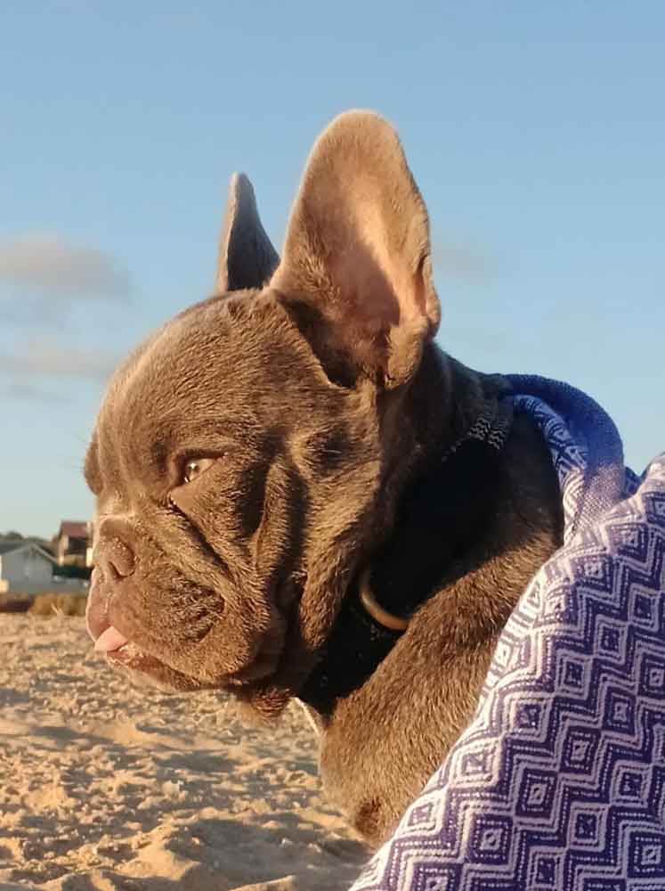#155 ALREADY ADOPTED - Western Cape Groot Brak - Adopt French Bulldog Puppy 3 6 month old Female French Bulldog Puppy