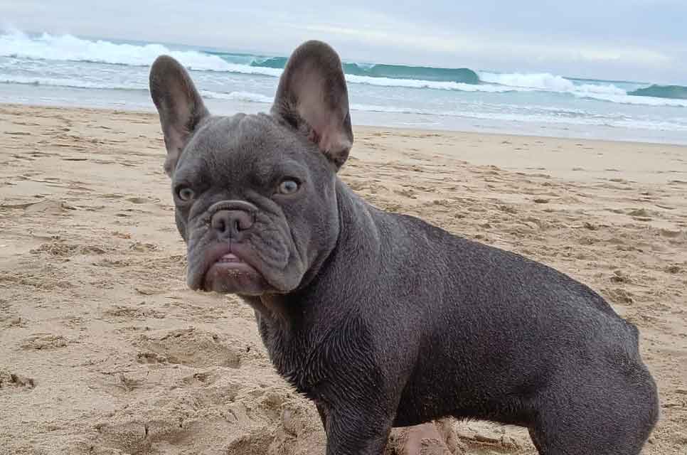 #155 ALREADY ADOPTED - Western Cape Groot Brak - Adopt French Bulldog Puppy 1 Adopt French Bulldog Puppy