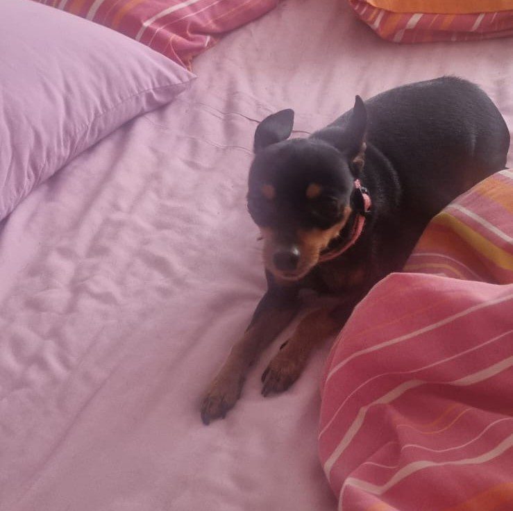 #152 ALREADY ADOPTED - Gauteng, Boksburg - Adopt 4 Miniature Pinschers 5 3 year old female Min Pin