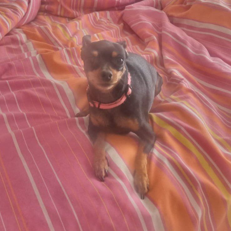 #152 ALREADY ADOPTED - Gauteng, Boksburg - Adopt 4 Miniature Pinschers 6 female miniature Pinscher