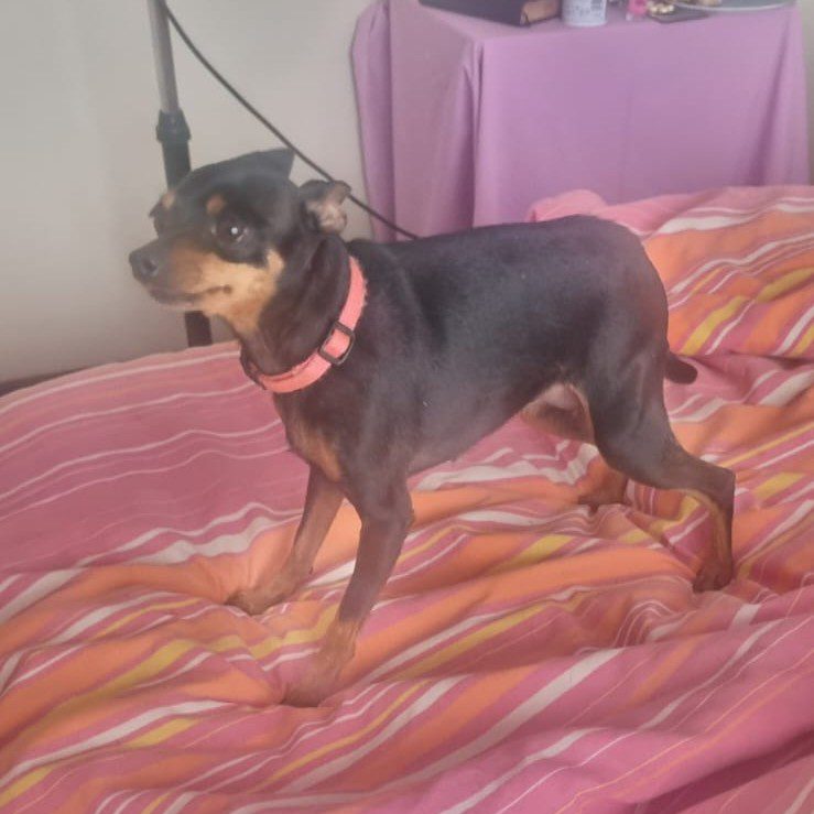 #152 ALREADY ADOPTED - Gauteng, Boksburg - Adopt 4 Miniature Pinschers 7 small black female Min Pin