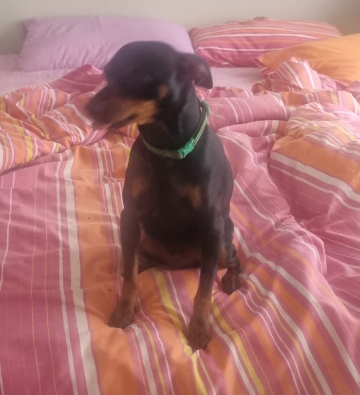 #152 ALREADY ADOPTED - Gauteng, Boksburg - Adopt 4 Miniature Pinschers 11 Mannetjies male min pin