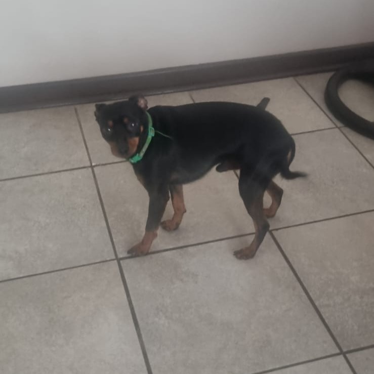 #152 ALREADY ADOPTED - Gauteng, Boksburg - Adopt 4 Miniature Pinschers 12 black min pin