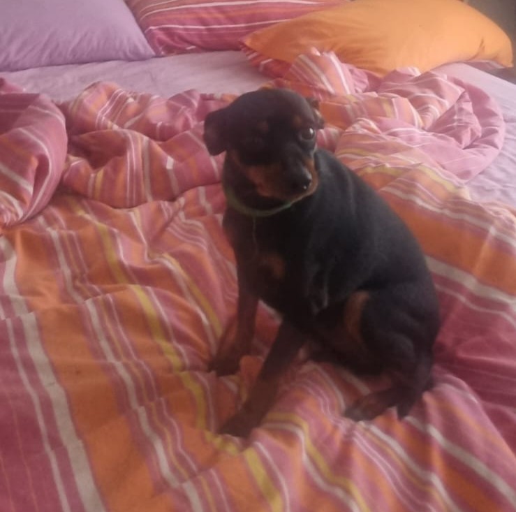 #152 ALREADY ADOPTED - Gauteng, Boksburg - Adopt 4 Miniature Pinschers 13 1 year old black male Miniature Pinscher