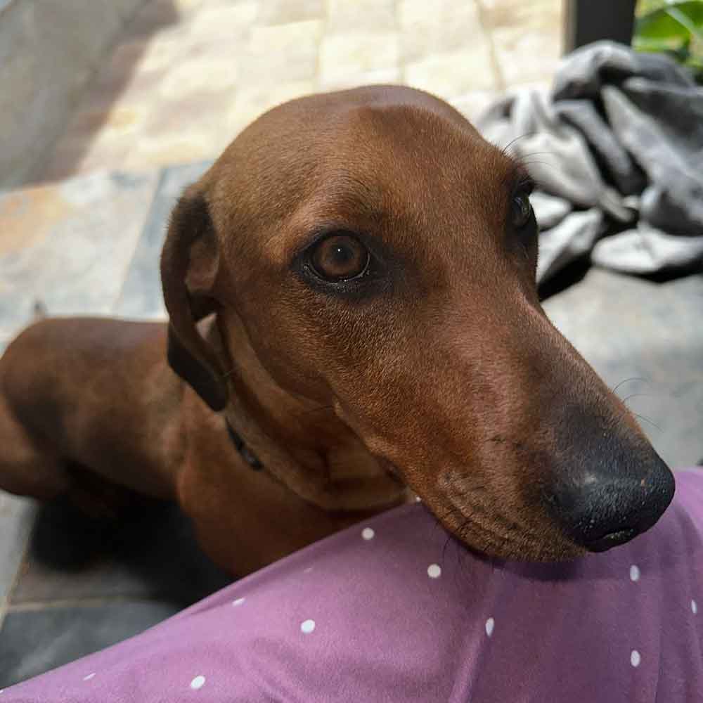 #154 ALREADY ADOPTED - Gauteng, Kempton Park - Adopt Dachshund Puppy Spok 3 Spok male Dachshund Puppy 1