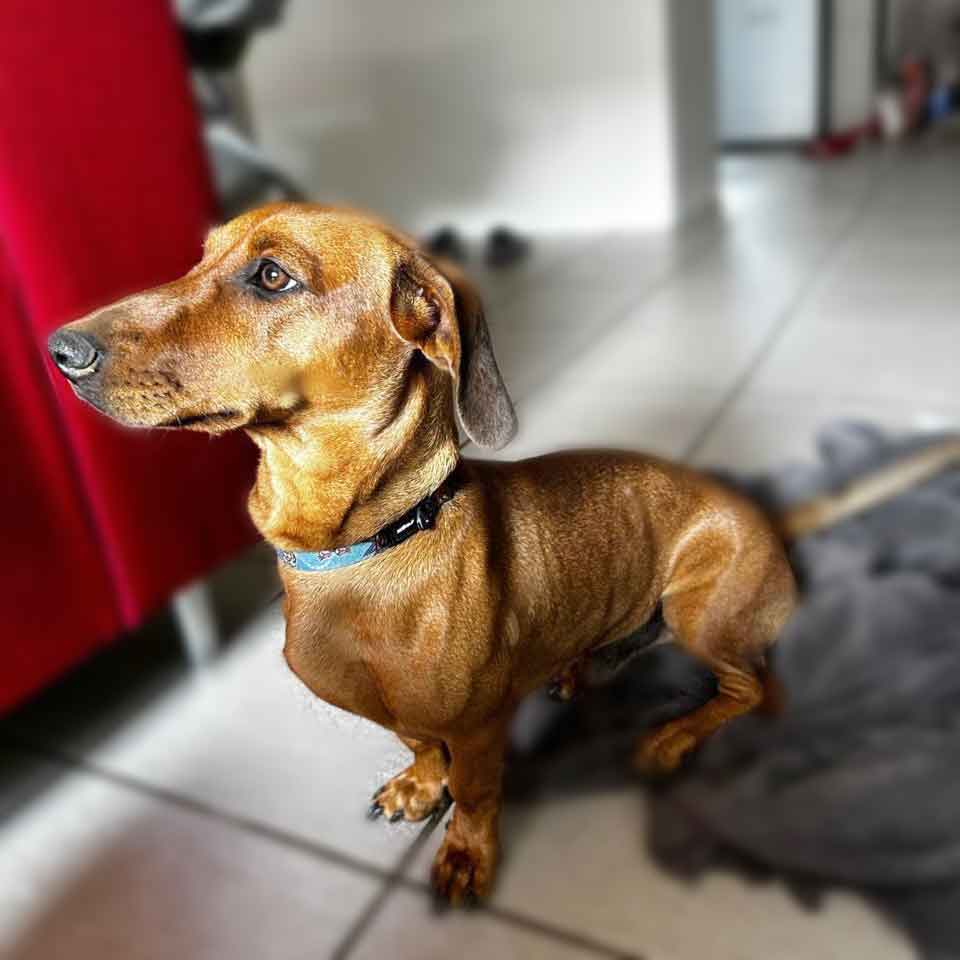 #154 ALREADY ADOPTED - Gauteng, Kempton Park - Adopt Dachshund Puppy Spok 1 Adopt Dachshund Puppy Spok