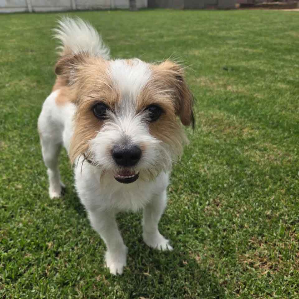 #153 ALREADY ADOPTED - Gauteng, Germiston - Adopt Vlekkie Male Yorkinese 1 Adopt Vlekkie Male Yorkinese