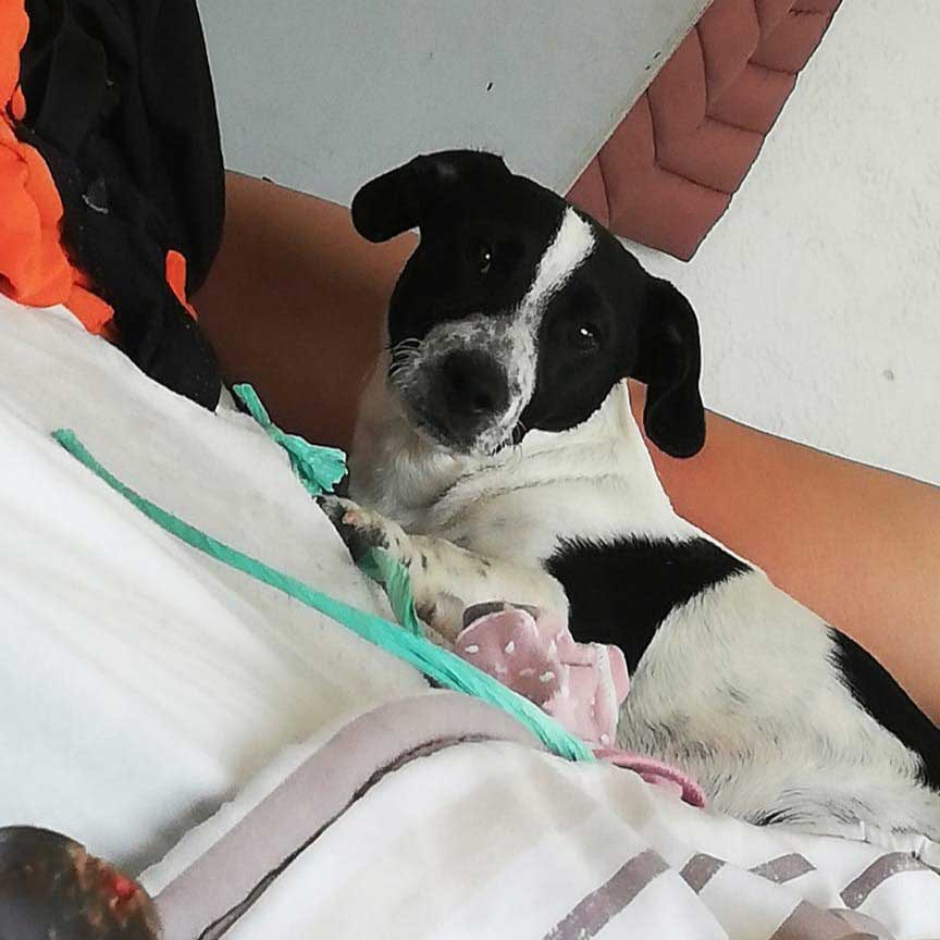 #163 ALREADY ADOPTED - Western Cape, Cape Town - Adopt Bob Male Jack Russell Puppy 3 Jack Russell Cross Puppy