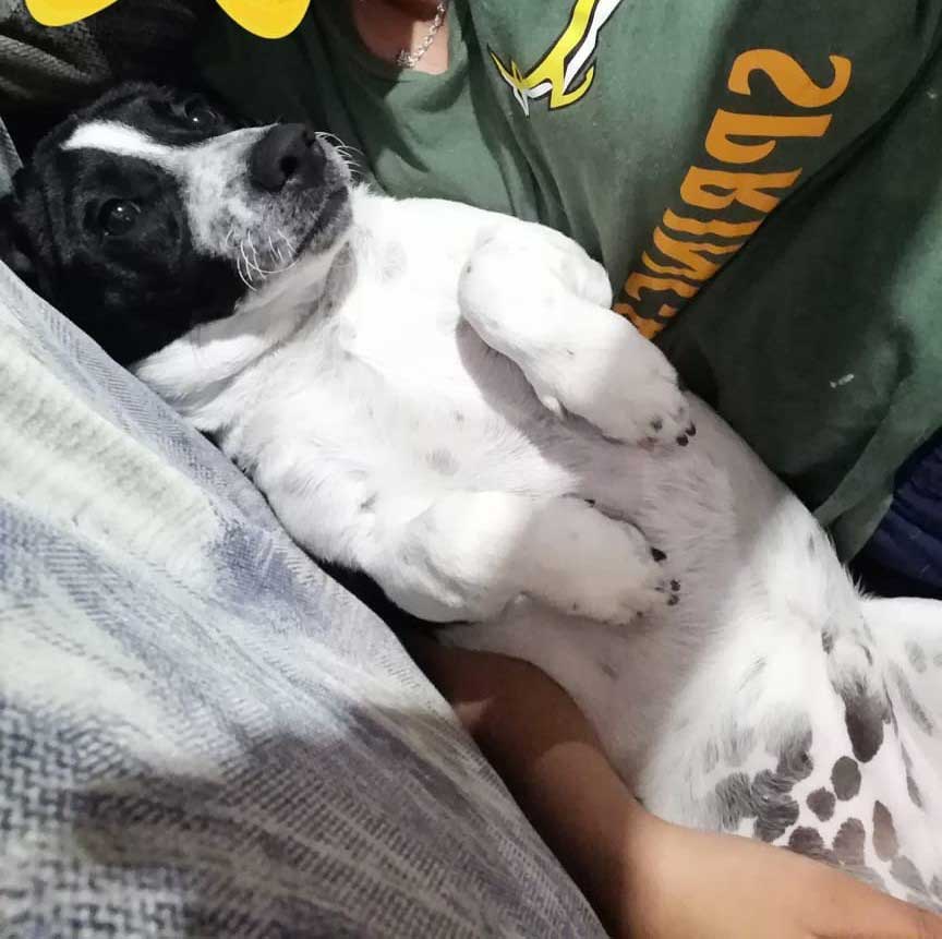 #163 ALREADY ADOPTED - Western Cape, Cape Town - Adopt Bob Male Jack Russell Puppy 2 7 month old Jack Russell puppy