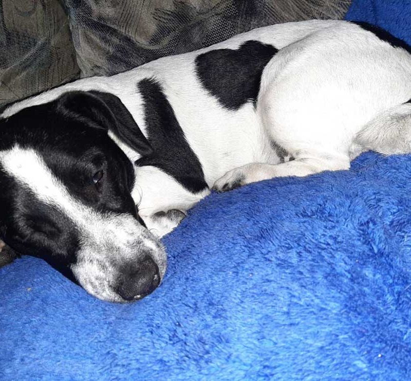 Adopt Bob Male Jack Russell Puppy