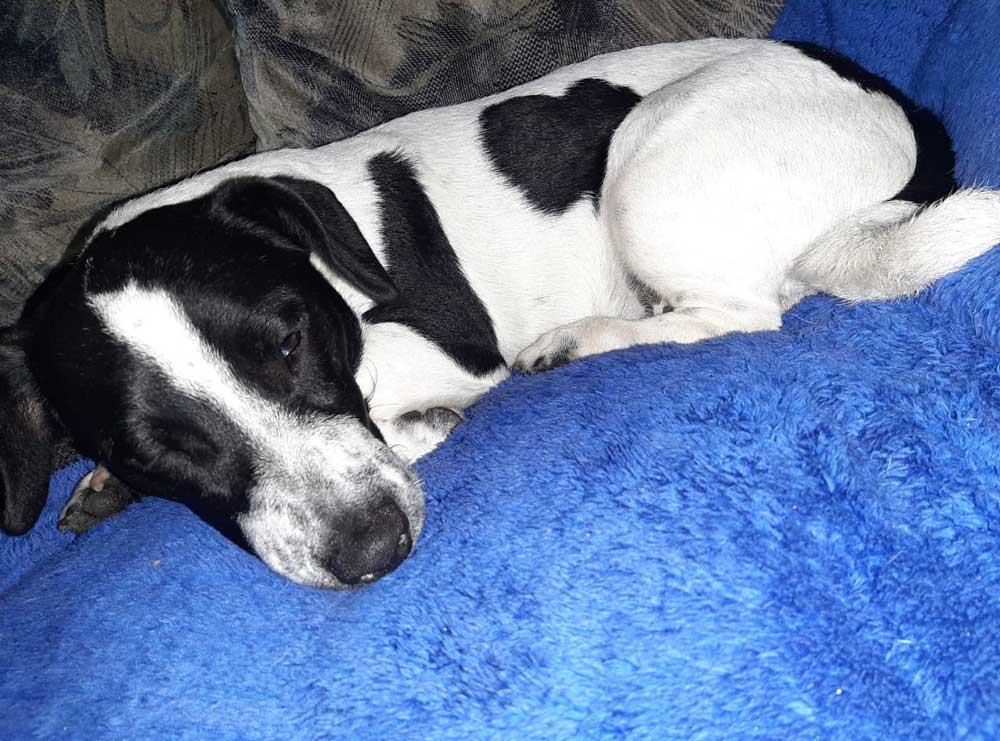 #163 ALREADY ADOPTED - Western Cape, Cape Town - Adopt Bob Male Jack Russell Puppy 1 Adopt Bob Male Jack Russell Puppy