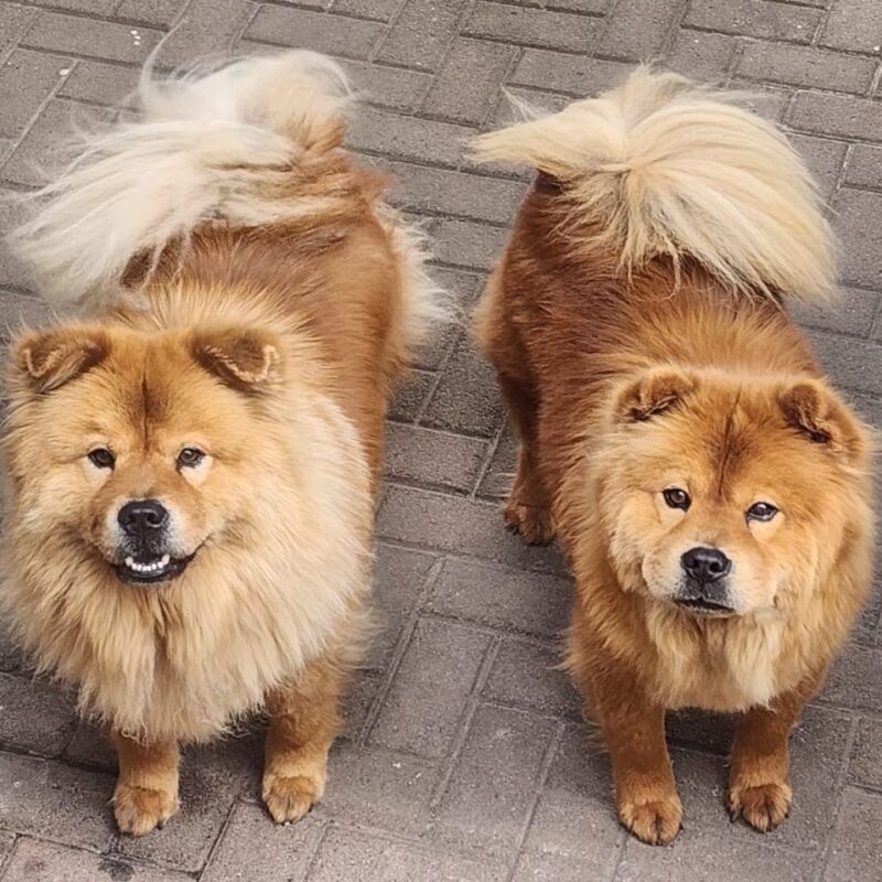 Adopt Chow Chow Brothers
