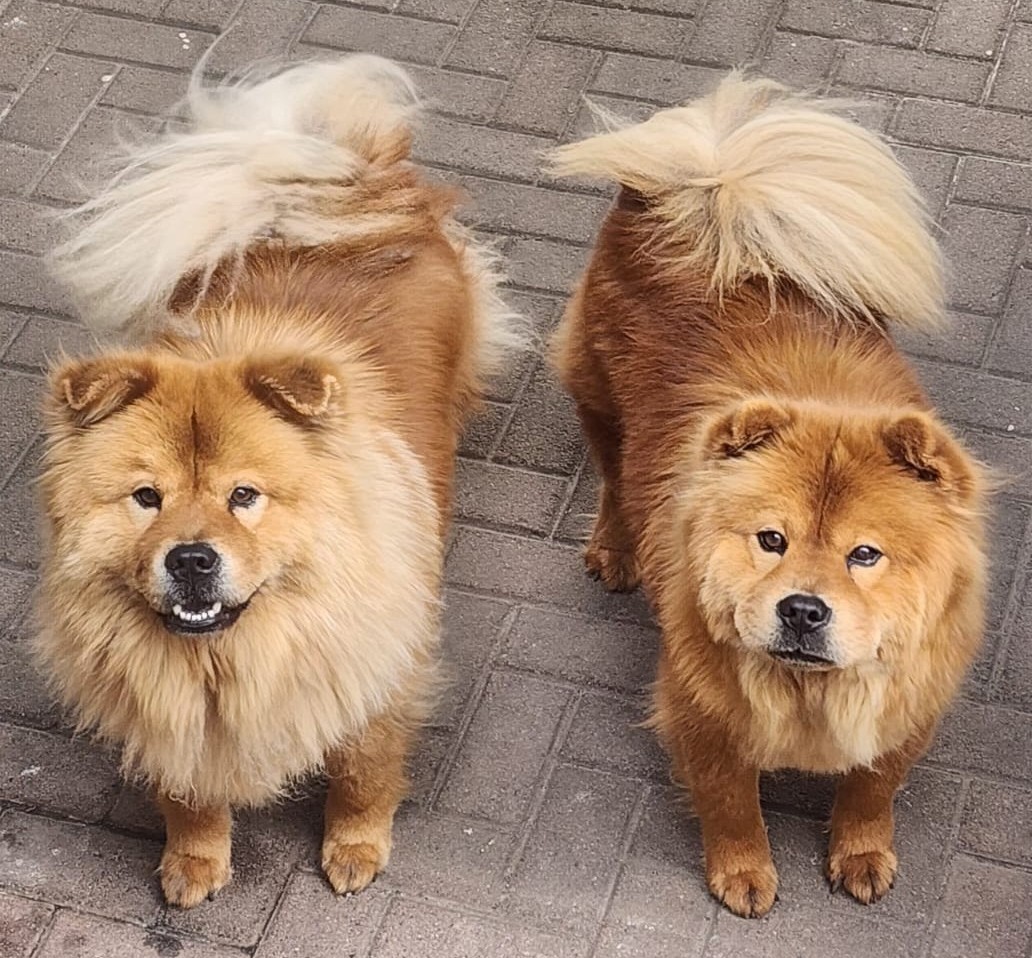 #167 ALREADY ADOPTED – Western Cape, Somerset West – Adopt Chow Chow Brothers