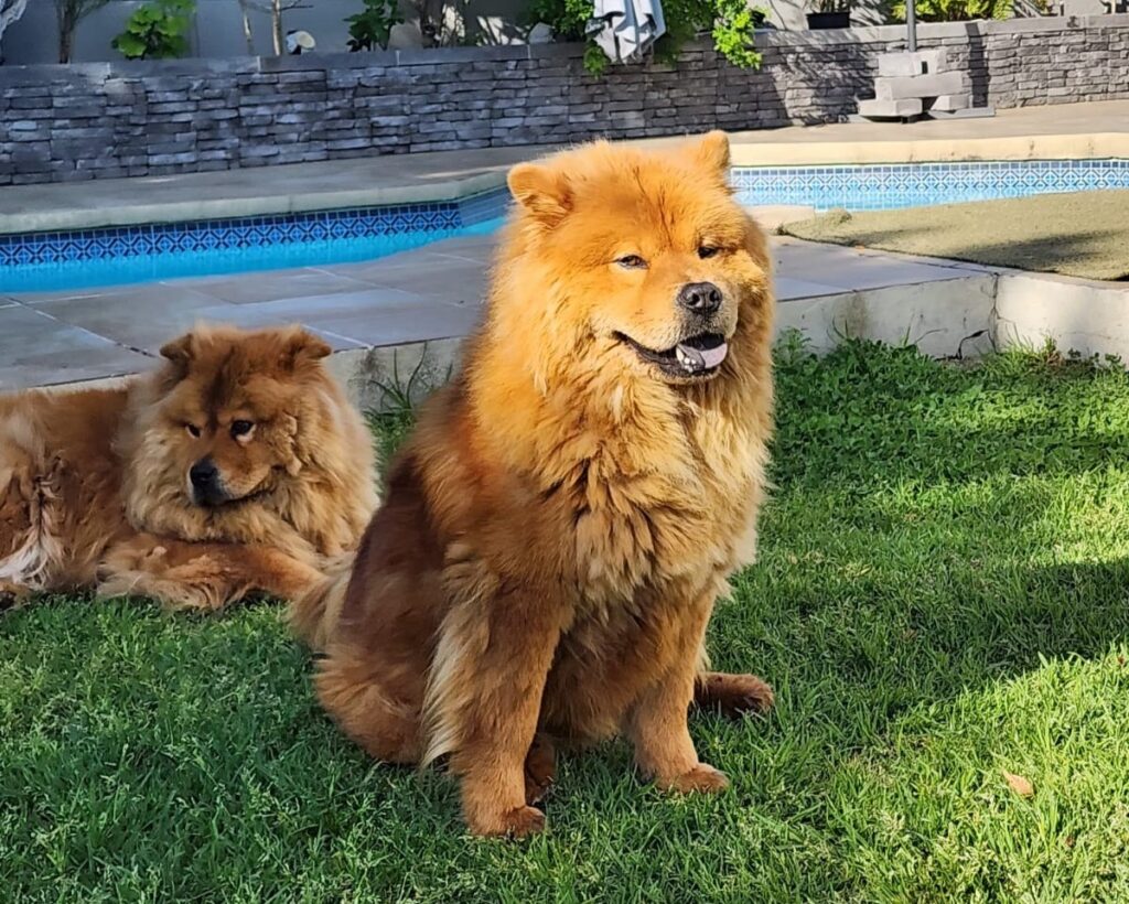 Chow Chow Brothers