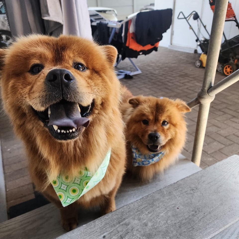 Chow Chow males
