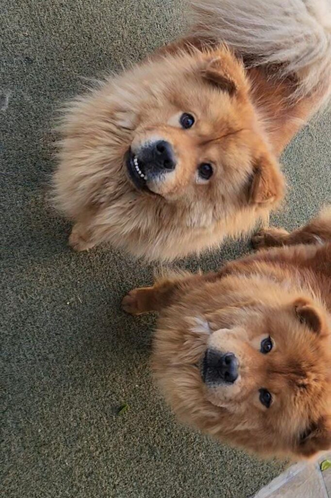 Two Chow Chow Brothers
