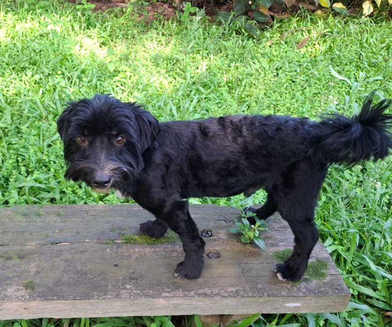 Adopt Male Morkie Couli