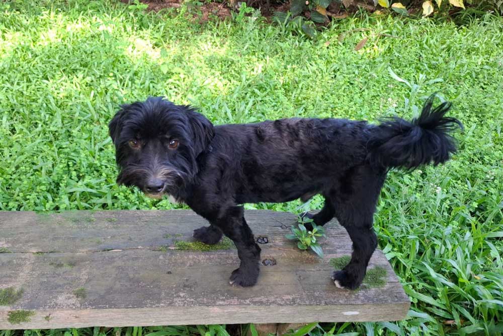 #157 ALREADY ADOPTED - KwaZulu Natal Yellowwood Park - Adopt Male Morkie Couli 1 Adopt Male Morkie Couli