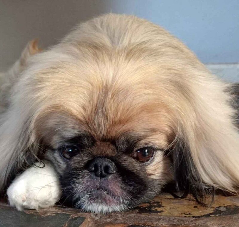 Adopt Pekingese Male Gizmo