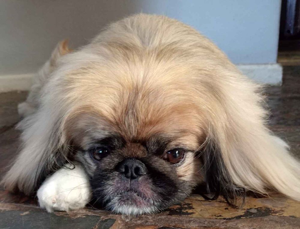 #159 ALREADY ADOPTED - Western Cape Table View - Adopt Pekingese Male Gizmo 1 Gizmo male Pekingese 1