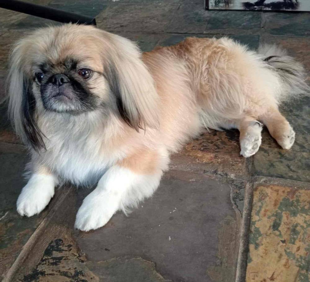 #159 ALREADY ADOPTED - Western Cape Table View - Adopt Pekingese Male Gizmo 3 Gizmo male Pekingese 7