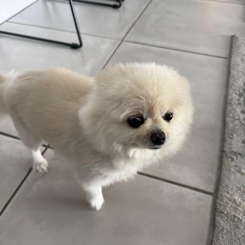 #160 ALREADY ADOPTED Gauteng, Randburg - Adopt Toy Pom Gucci 2 A Tiny Toy Pom