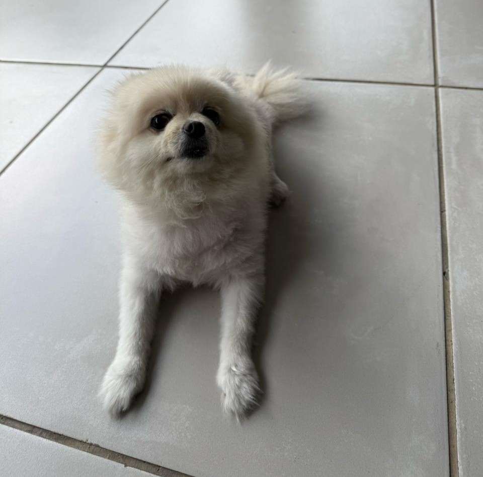 #160 ALREADY ADOPTED Gauteng, Randburg - Adopt Toy Pom Gucci 4 small female Pomeranian