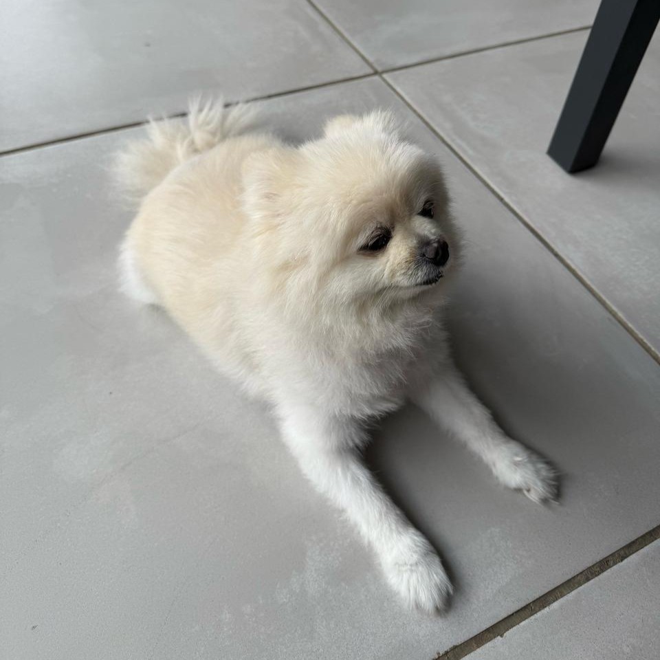 #160 ALREADY ADOPTED Gauteng, Randburg - Adopt Toy Pom Gucci 5 white female pomeranian