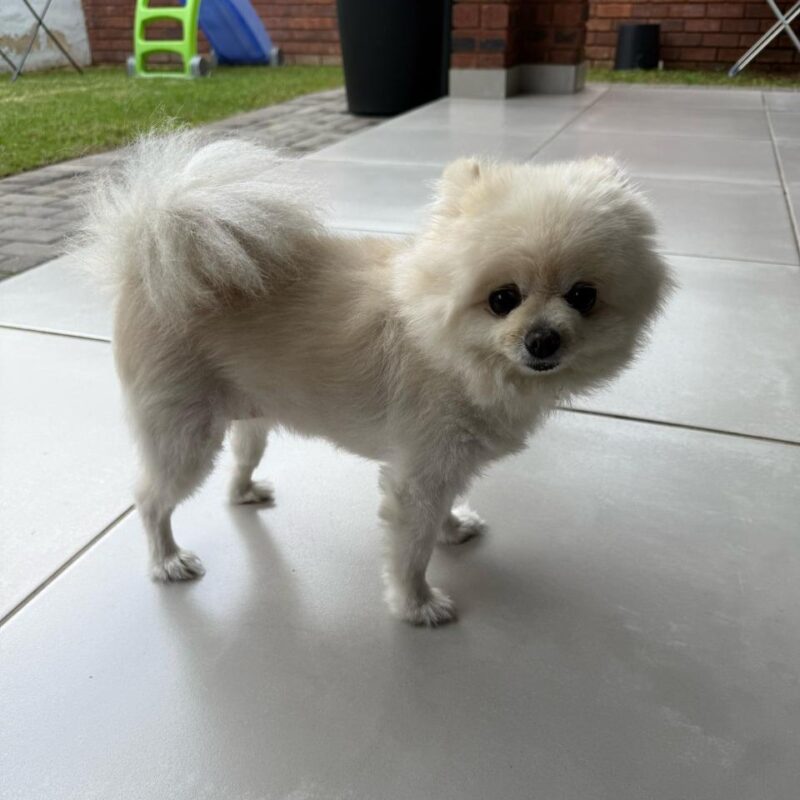 Adopt Toy Pom Gucci
