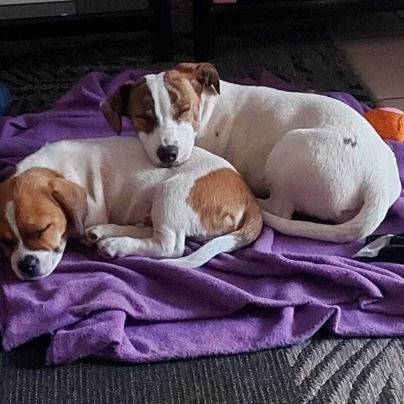 Adopt Jack Russell Puppies Sian and Dobby
