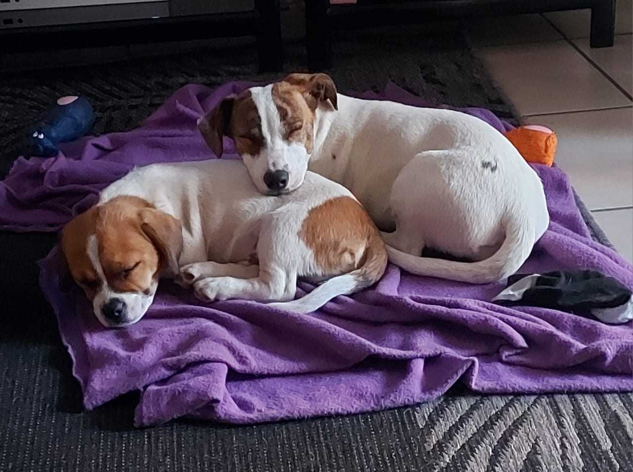 #161 ALREADY ADOPTED – Gauteng, Primrose – Adopt Jack Russell Puppies Sian and Dobby