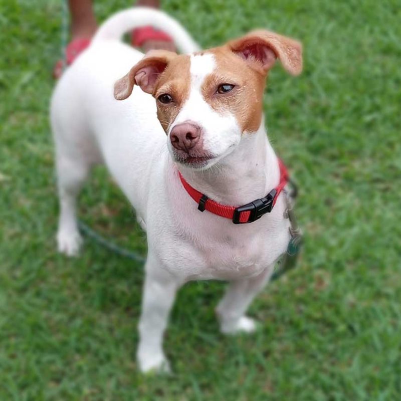 Adopt Jack Russell Girl Lola