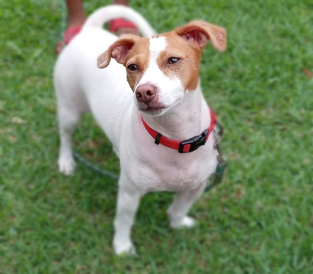 #168 ALREADY ADOPTED - Kwa-Zulu Natal Queensburgh - Adopt Jack Russell Girl Lola 1 Adopt Jack Russell Girl Lola