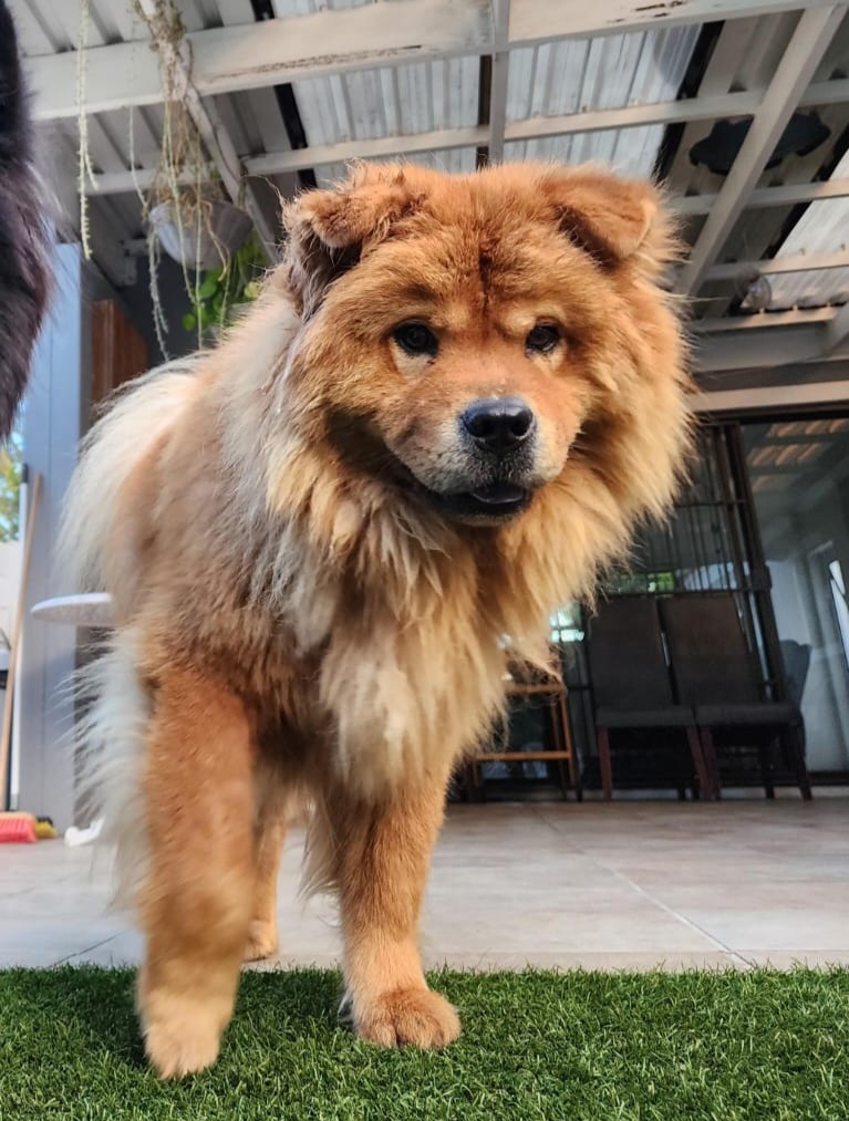 Whiskey Male Chow Chow