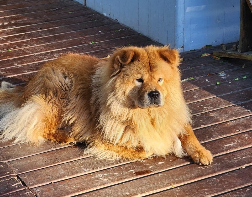 Whiskey Male Chow Chow 4 years old