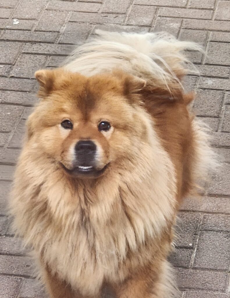 Whiskey Male Chow Chow