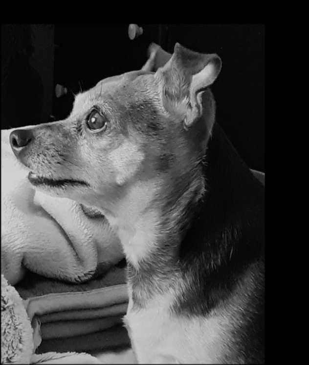 Adopt Chihuahua Girl Nunu