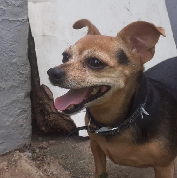 Adopt Chihuahua Girl Nunu