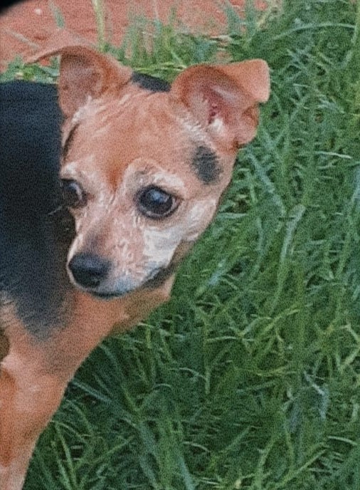 female Chihuahua 3