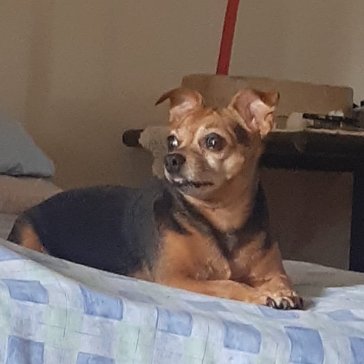 adopt female Chihuahua
