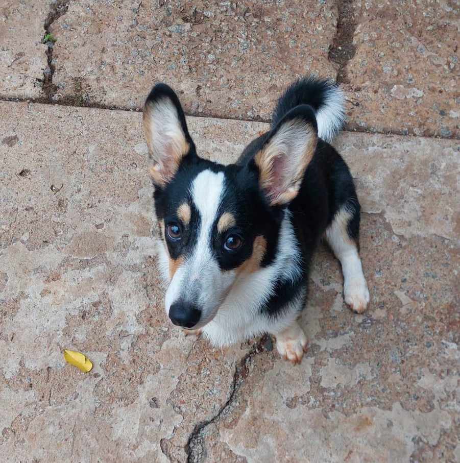 7-month-old female Pembroke Welsh Corgi puppy