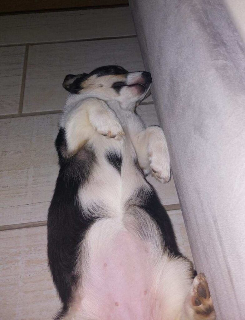 female Pembroke Welsh Corgi puppy 10