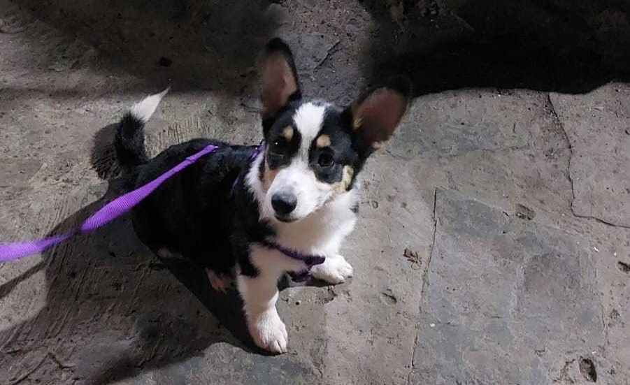 #162 ALREADY ADOPTED – Gauteng, Pretoria – Adopt Pembroke Welsh Corgi Puppy Noelle